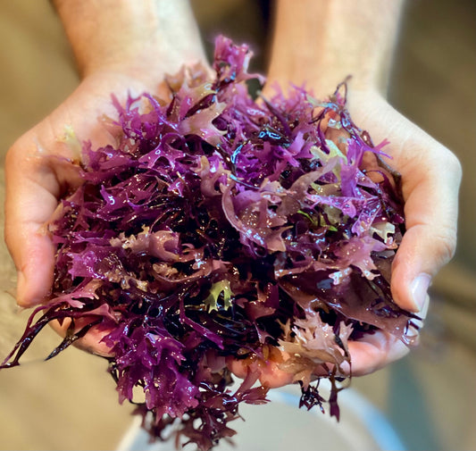 Purple Irish Sea Moss (Raw)