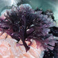 Purple Irish Sea Moss (Raw)