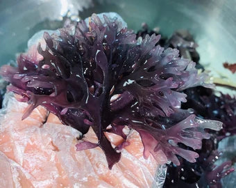 Purple Irish Sea Moss (Raw)