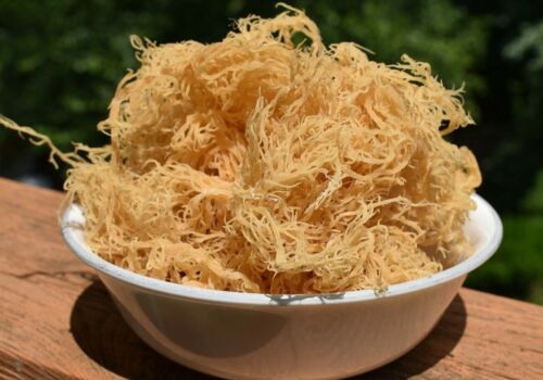 Gold Sea Moss (Genus Gracilaria) (Raw)